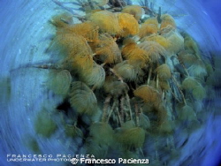 Tubeworms vortex by Francesco Pacienza 